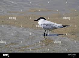 Image result for Gelochelidon nilotica