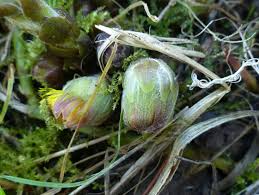 Attēlu rezultāti vaicājumam “Tussilago farfara bud”