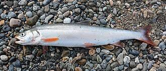 Image result for Salvelinus alpinus oquassa