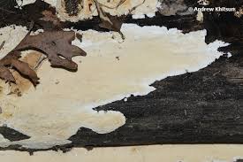 Attēlu rezultāti vaicājumam “Perenniporia subacida”