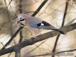 Attēlu rezultāti vaicājumam “Garrulus glandarius”