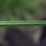 Attēlu rezultāti vaicājumam “Poa palustris leaf”