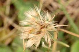 Attēlu rezultāti vaicājumam “Leontodon hispidus fruit”