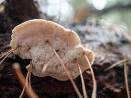 Attēlu rezultāti vaicājumam “Postia tephroleucus”