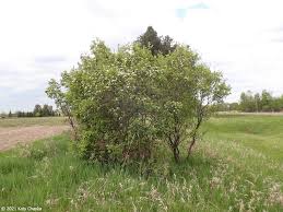 Attēlu rezultāti vaicājumam “Crataegus chrysocarpa”
