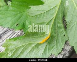 Attēlu rezultāti vaicājumam “Triphragmium ulmariae”