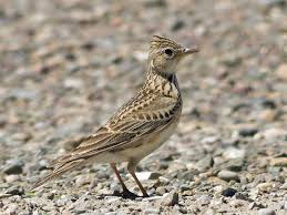 Image result for Alauda arvensis