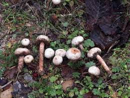 Attēlu rezultāti vaicājumam “Tulostoma fimbriatum”