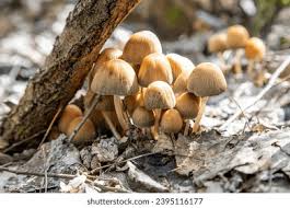 Attēlu rezultāti vaicājumam “Coprinus micaceus”