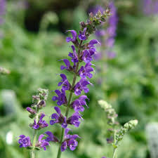 Attēlu rezultāti vaicājumam “Salvia nemorosa flower”