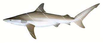 Image result for Carcharhinus obscurus
