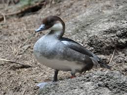 Attēlu rezultāti vaicājumam “Mergus albellus”