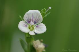 Attēlu rezultāti vaicājumam “Veronica serpyllifolia”