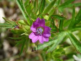 Attēlu rezultāti vaicājumam “Geranium dissectum flower”