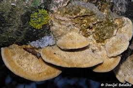 Attēlu rezultāti vaicājumam “Coriolopsis trogii”