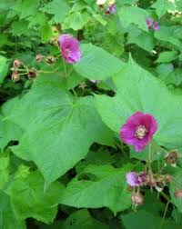 Attēlu rezultāti vaicājumam “Rubus plicatus flower”