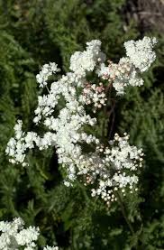 Attēlu rezultāti vaicājumam “Filipendula vulgaris fruit”