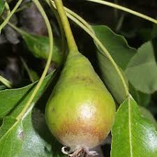 Attēlu rezultāti vaicājumam “Pyrus pyraster fruit”