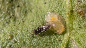 Attēlu rezultāti vaicājumam “Trioza dispar nymph”