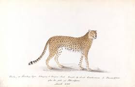 Afbeeldingsresultaat voor cheeta