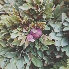 Attēlu rezultāti vaicājumam “Paeoniaceae”