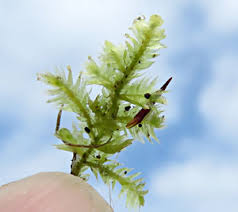 Attēlu rezultāti vaicājumam “Breidleria pratensis”