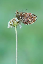 Attēlu rezultāti vaicājumam “Boloria titania underside”
