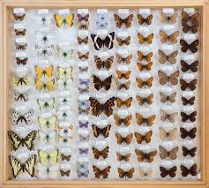 Attēlu rezultāti vaicājumam “Vacciniina optilete underside”