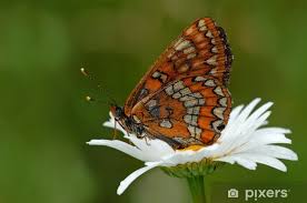 Attēlu rezultāti vaicājumam “Euphydryas maturna”