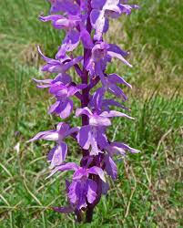 Attēlu rezultāti vaicājumam “Orchis mascula”
