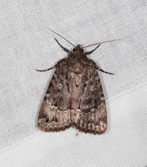 Attēlu rezultāti vaicājumam “Amphipyra”