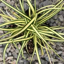 Attēlu rezultāti vaicājumam “Carex loliacea leaf”