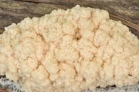 Attēlu rezultāti vaicājumam “Fuligo cinerea spores”