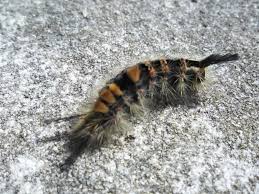 Attēlu rezultāti vaicājumam “Orgyia antiqua”