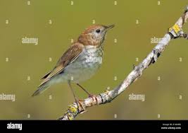 Image result for Catharus fuscescens