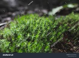 Attēlu rezultāti vaicājumam “Polytrichum strictum”