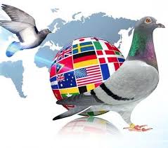 Image result for Meridian Racing Pigeon Lofts