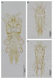 Attēlu rezultāti vaicājumam “Diaperis boleti imago”