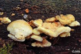 Attēlu rezultāti vaicājumam “Antrodiella serpula”