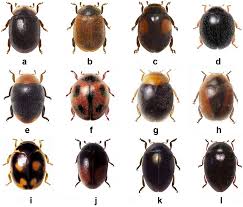 Image result for Cryptolaemus