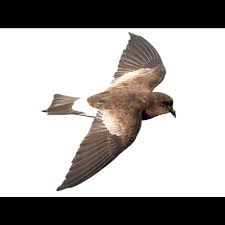 Image result for Oceanites oceanicus