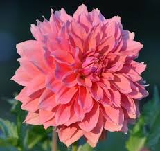 Image result for Dahlia x pinnata `Decorative Giants`