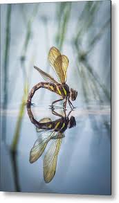 Attēlu rezultāti vaicājumam “Aeshna grandis”