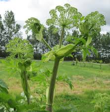 Image result for Angelica archangelica
