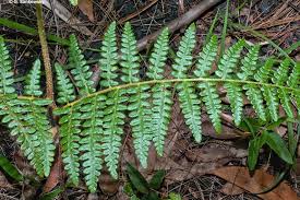 Attēlu rezultāti vaicājumam “Pteridium aquilinum”
