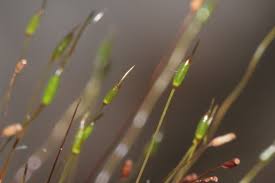 Attēlu rezultāti vaicājumam “Distichium capillaceum sporophyte”