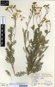 Image result for Chrysanthemum ptarmiciflorum