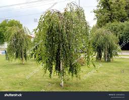 Attēlu rezultāti vaicājumam “Betula pendula Youngii”