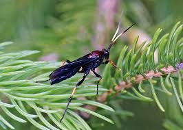 Attēlu rezultāti vaicājumam “Ichneumonidae”