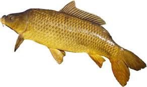 Image result for Cyprinus carpio